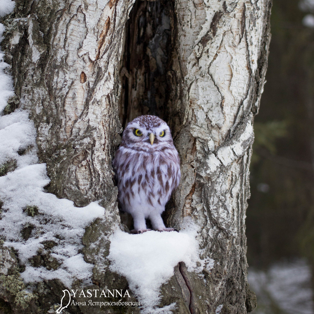 Owl_0984-2.jpg