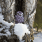 Owl_1021-2.jpg