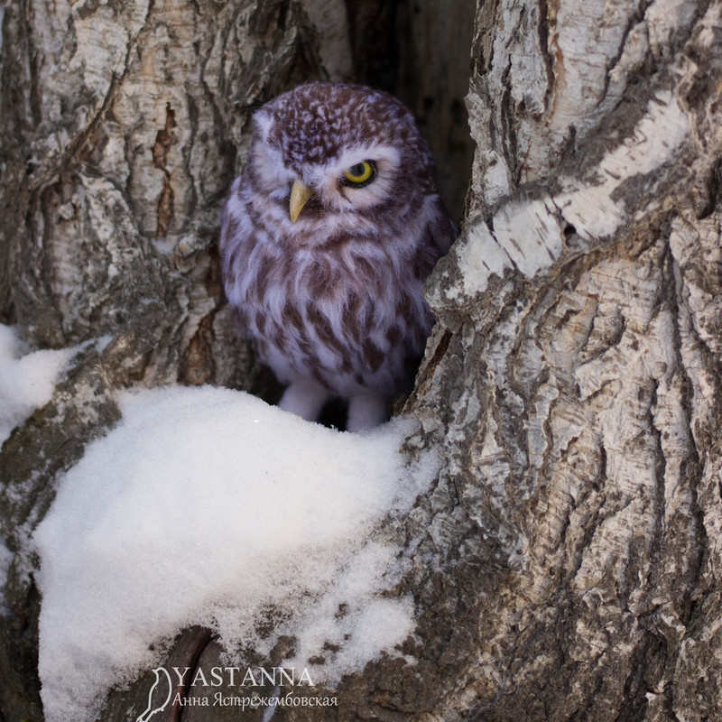 Owl_1027-2.jpg