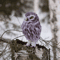 Owl_185203.jpg