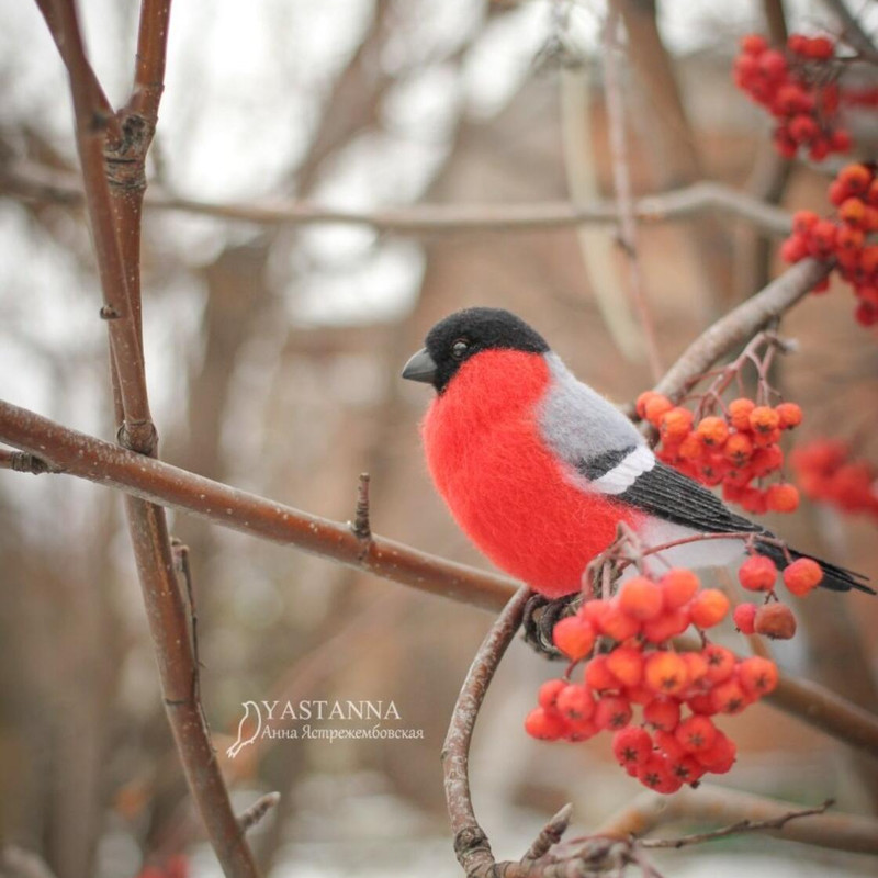bullfinch_222144.jpg