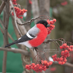 felted realistic bird bullfinch,needle felted animal, handmade toy