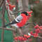 bullfinch_222149.jpg