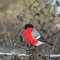 bullfinch_222214.jpg