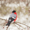 bullfinch_222156.jpg