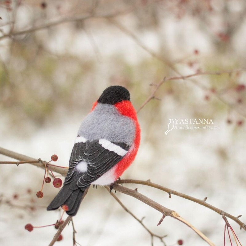 bullfinch_222156.jpg