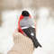 bullfinch_222218.jpg