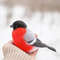 bullfinch_222223.jpg