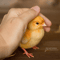 chicken_202625.jpg