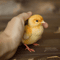 chicken_202706.jpg