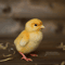 chicken_202600.jpg
