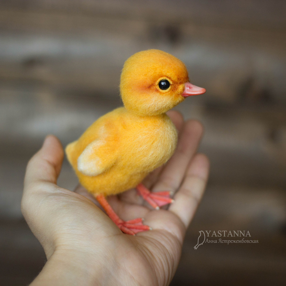 Duckling_210520.jpg