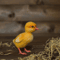 Duckling_210447.jpg
