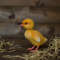 Duckling2_210345.jpg