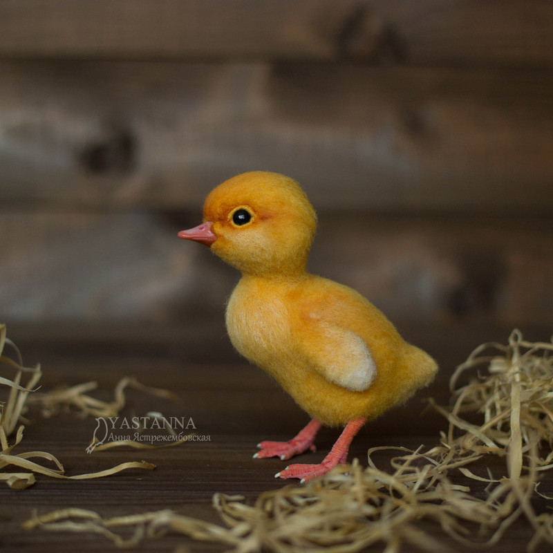 Duckling2_210345.jpg