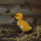 Duckling_210333.jpg