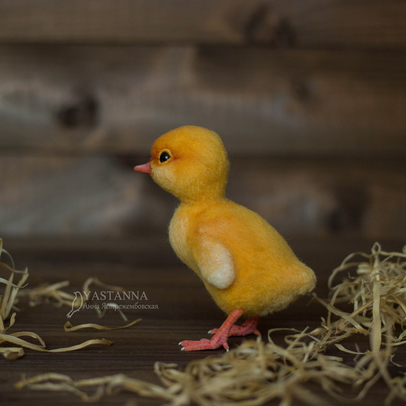 Duckling_210333.jpg
