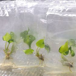10 plants | Alocasia cucullata variegated (Random ) | (1 plants per bag) | Free phytosanitary certificate