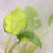 Alocasia variegated.jpg