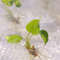 Alocasia cucullata variegated..jpg