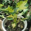 Alocasia cucullata variegated (2).jpg