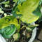 Alocasia cucullata variegated ( yellow).jpg