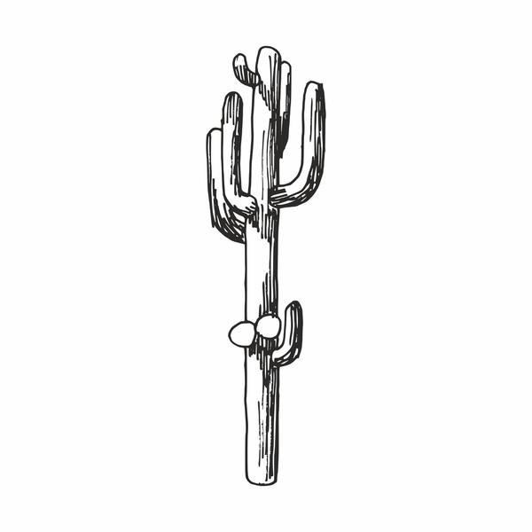 Cactus5.jpg