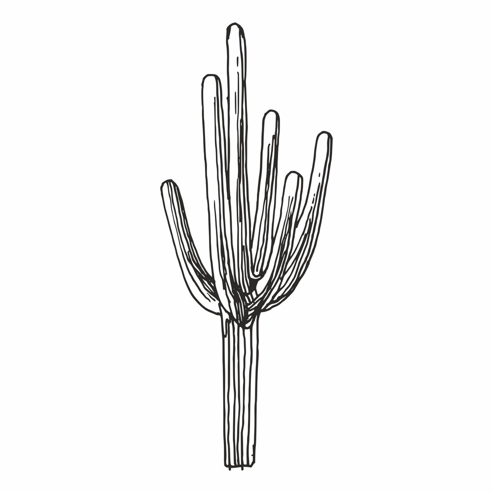 Cactus6.jpg