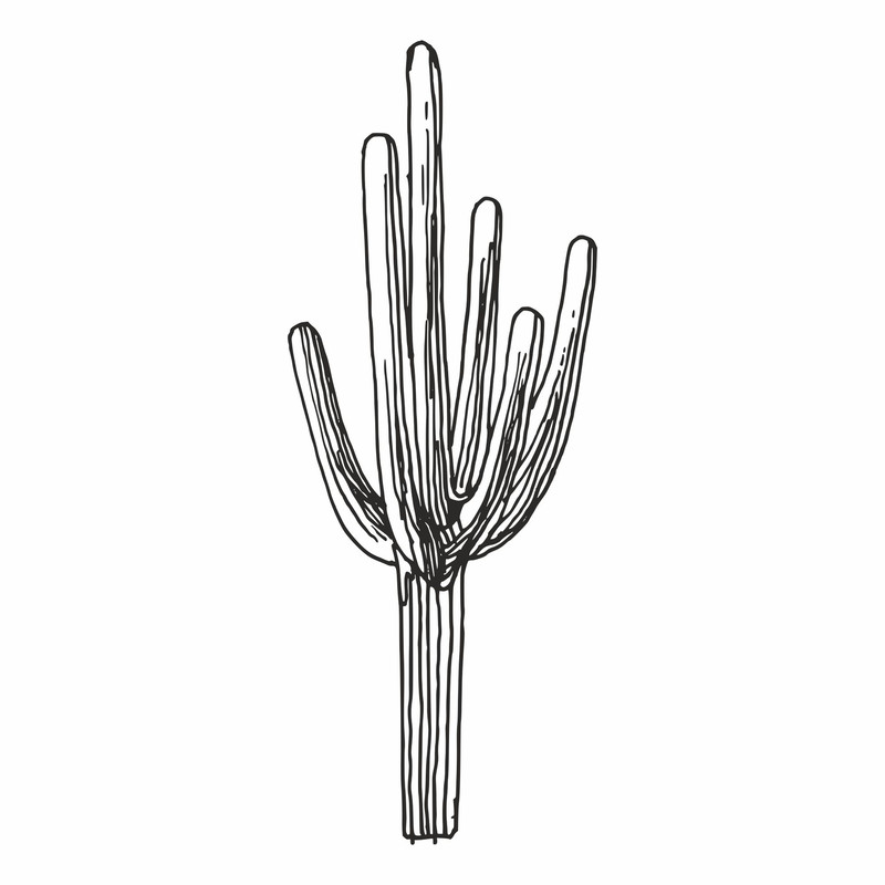 Cactus6.jpg