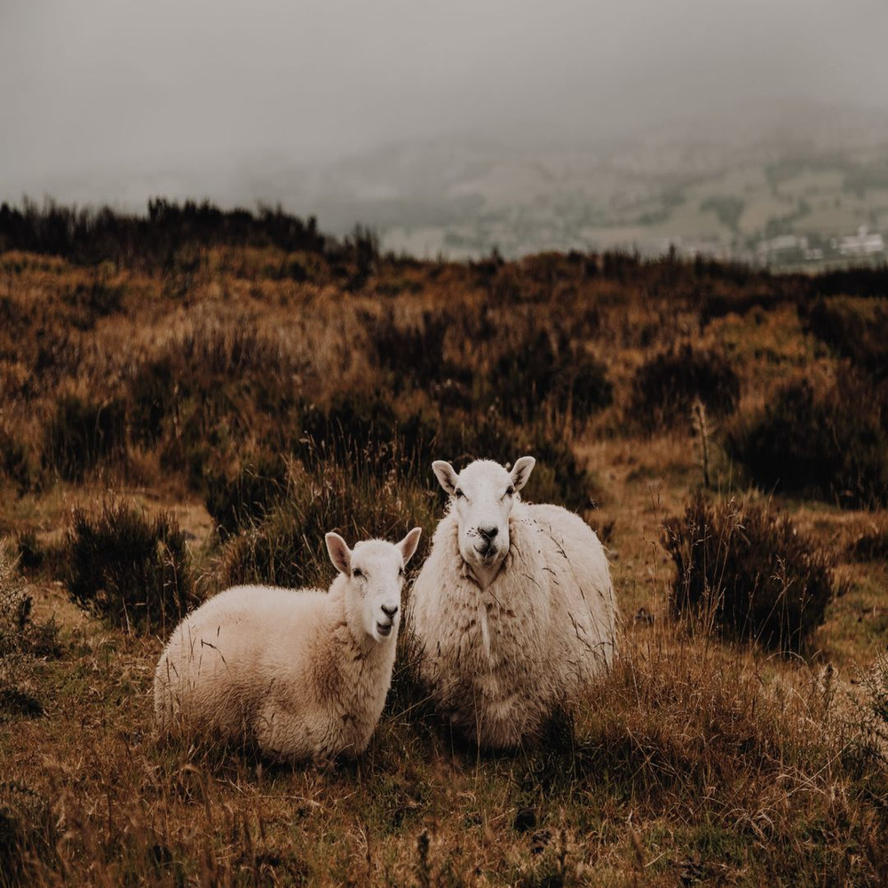 1080x1080 size ambitious-creative-co-rick-barrett-x5hFSPUT8uU-unsplash-2048x1365.jpg