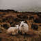 1080x1080 size ambitious-creative-co-rick-barrett-x5hFSPUT8uU-unsplash-2048x1365.jpg