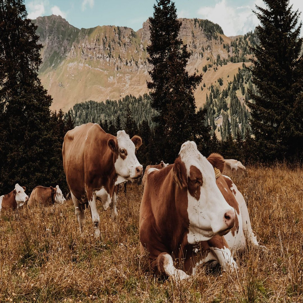 1080x1080 size luca-basili-0vVQWN_D26c-unsplash-1594x1062.jpg