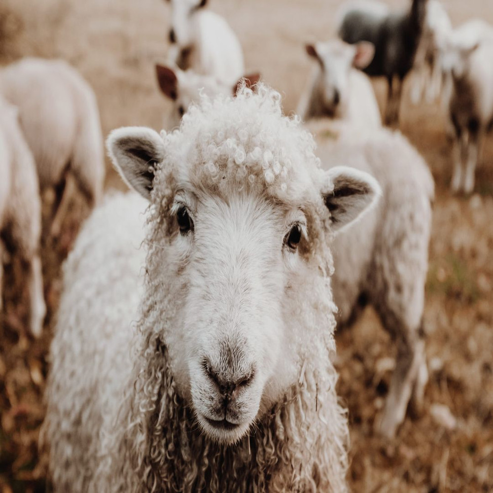 1080x1080 size sam-carter-GHOiyov2TSQ-unsplash-1594x1062.jpg