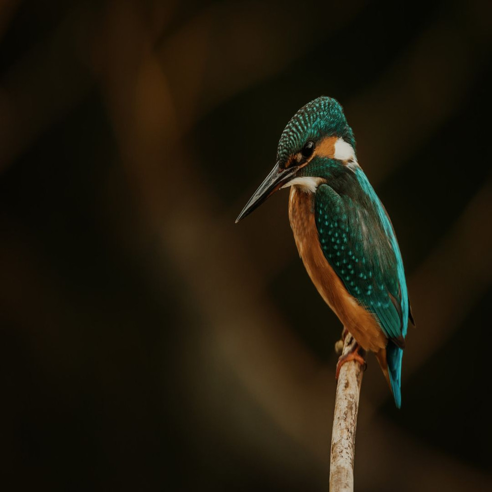 1080x1080 size vincent-van-zalinge-vUNQaTtZeOo-unsplash-1594x1062.jpg