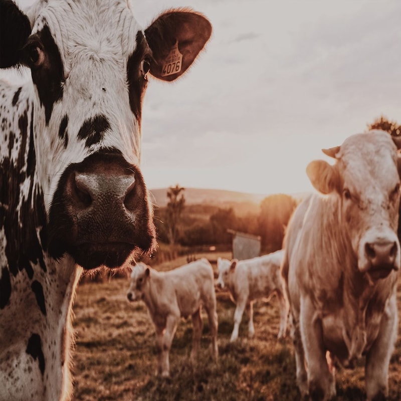 1080x1080 size preview4-9.jpg