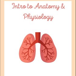 Intro to Anatomy & Physiology 2024 | Nursing Bundle | PDF File | Pages 4