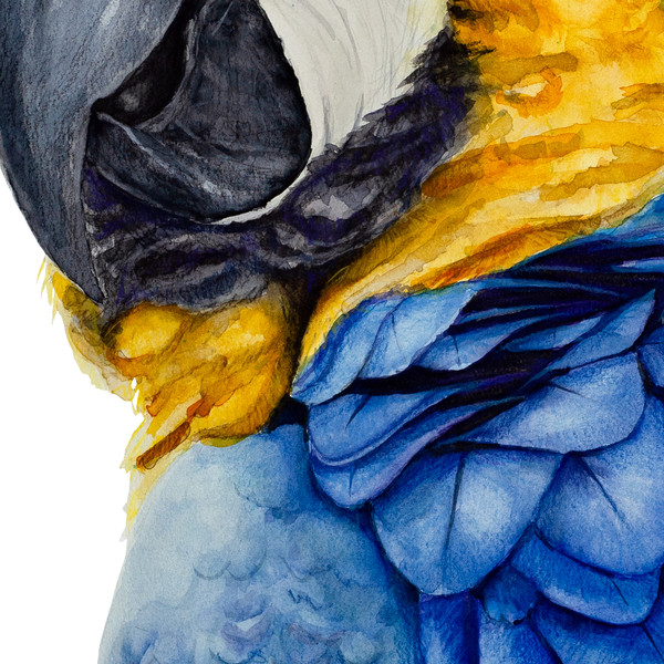 blue-yellow-macaw-watercolor-print.jpg