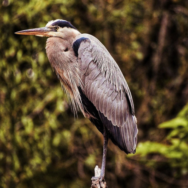 1080x1080 size il_1140xN.3073286876_i8dx-1140x1062.jpg