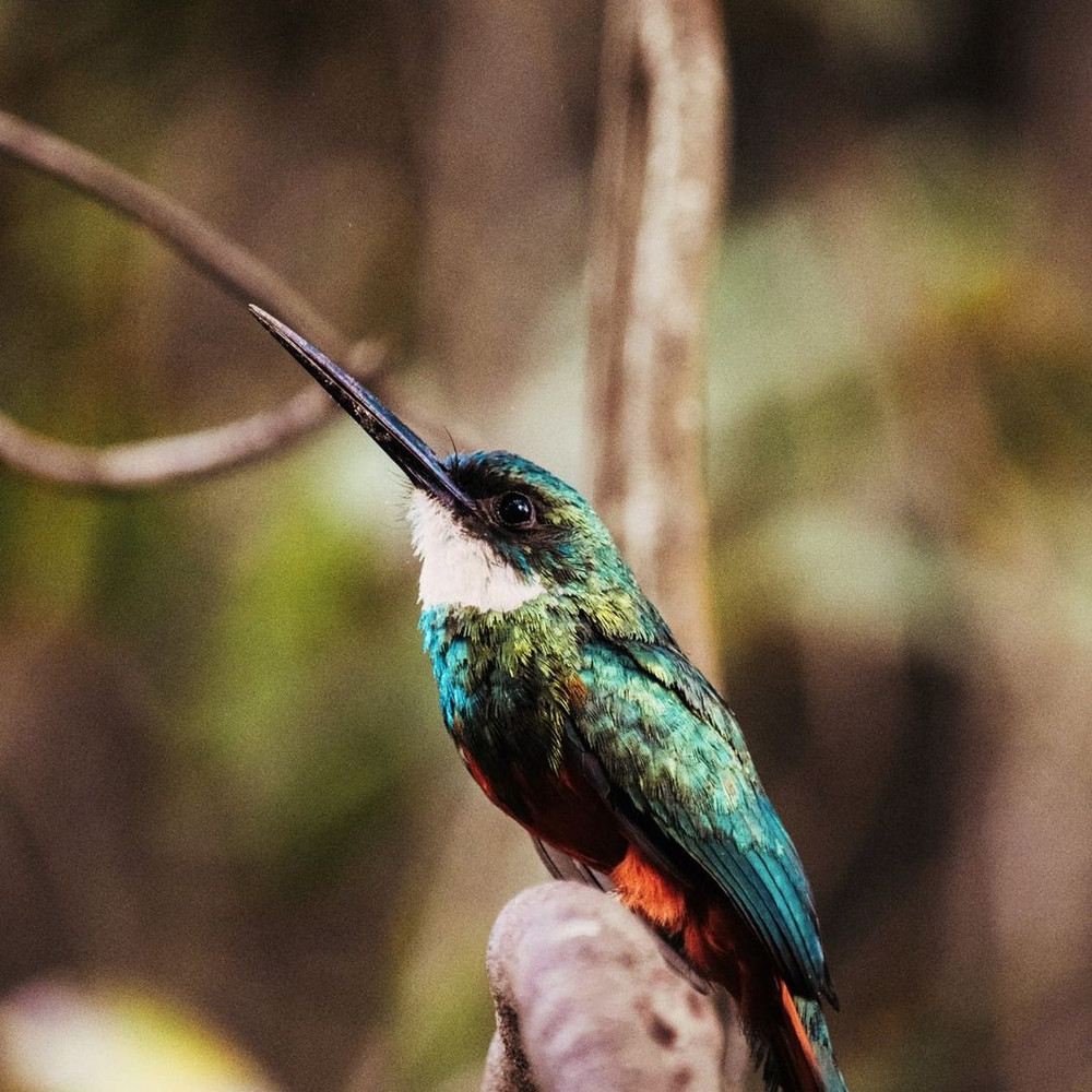 1080x1080 size il_1140xN.3073287190_23fl-1140x1062.jpg