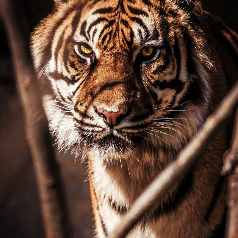 1080x1080 size il_1140xN.3121024475_pd7m-1140x1062.jpg