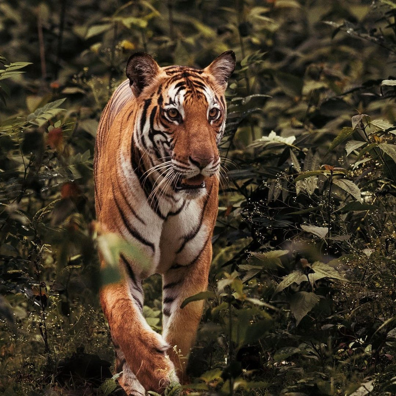 1080x1080 size il_1140xN.3121024767_jqin-1140x1062.jpg