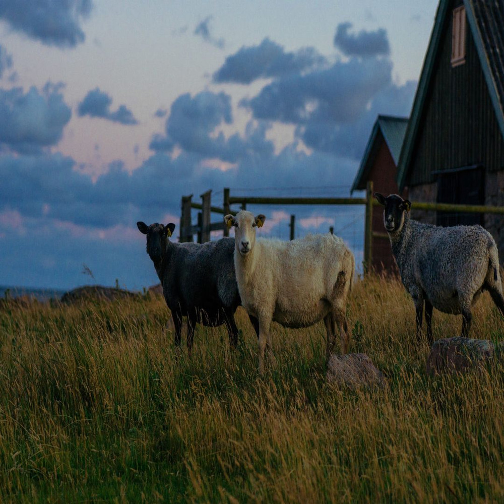 1080x1080 size filiperiksson72-1594x1062.jpg