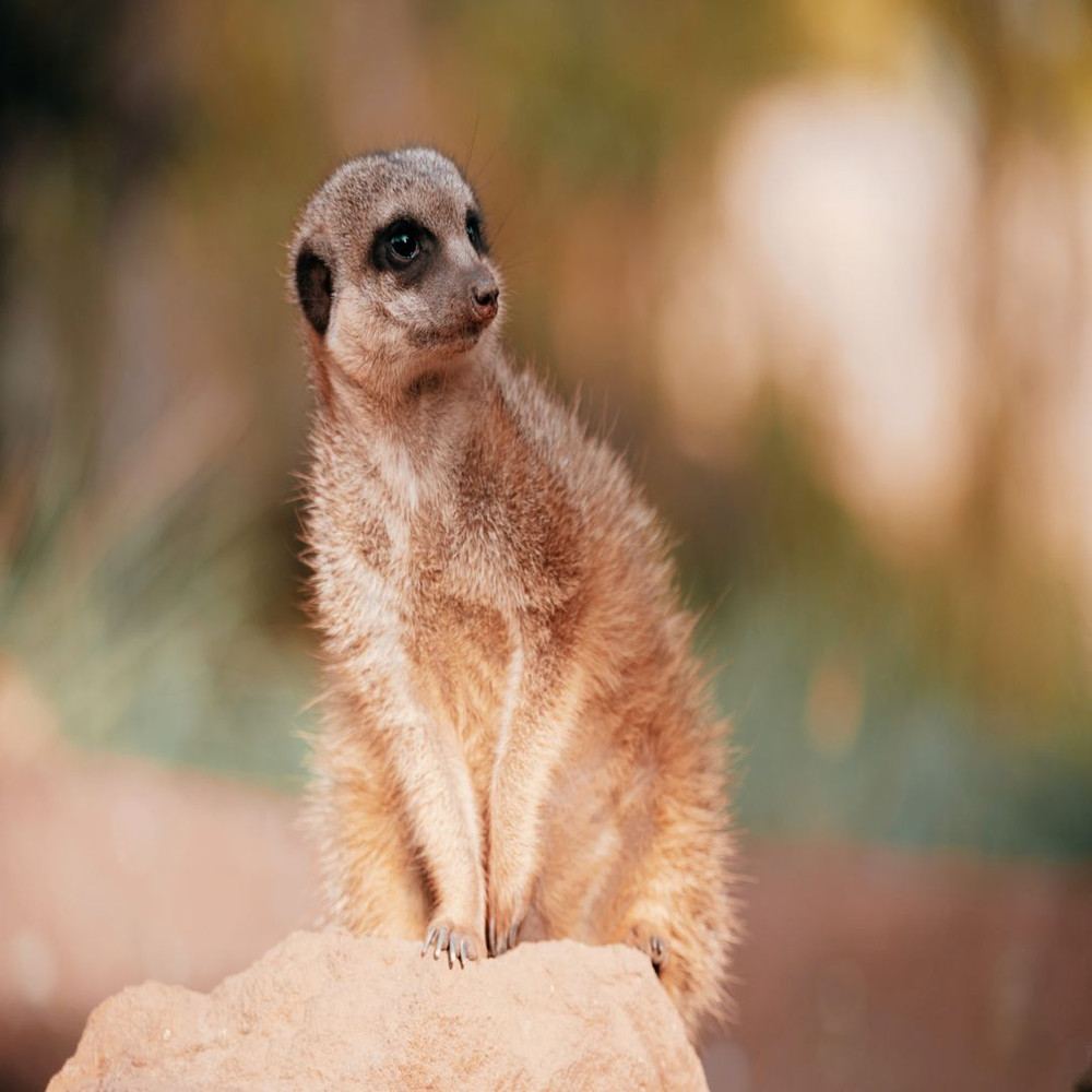 1080x1080 size Meerkat4-1536x1025.jpg