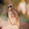 1080x1080 size Meerkat4-1536x1025.jpg