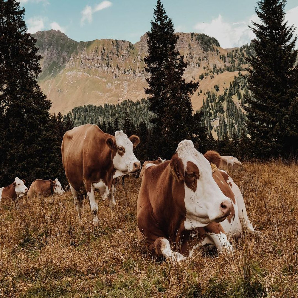 1080x1080 size il_1140xN.2733569816_q04z-3.jpg