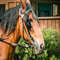 1080x1080 size horse_207787-1594x1062.jpg
