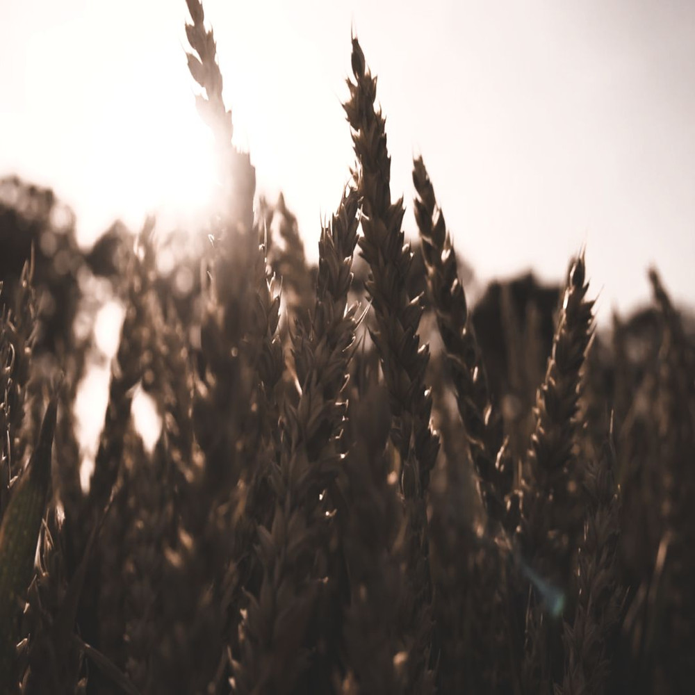 1080x1080 size Pexels-Videos-1620052.00_00_01_10.Quadro001-1594x1062.jpg