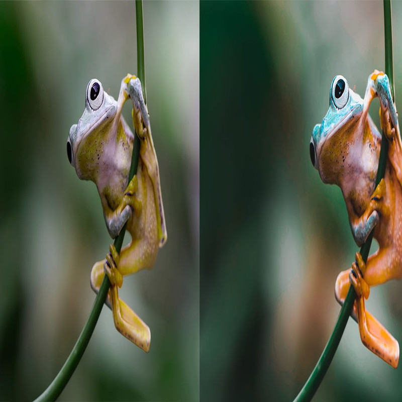 1080x1080 size Rain-Forest-Preview_5-1594x664.jpg