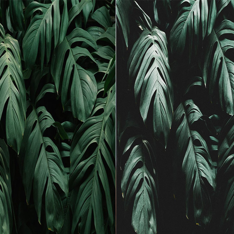 1080x1080 size Rain-Forest-Preview_8-1594x664.jpg