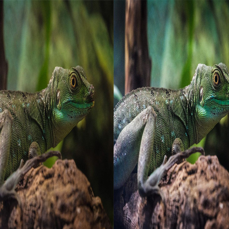 1080x1080 size Rain-Forest-Preview_11-1594x664.jpg